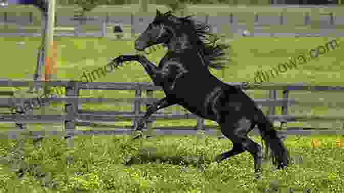 A Beautiful Black Morgan Horse With A Mysterious History Annie: The Mysterious Morgan Horse (The Morgan Horse 5)