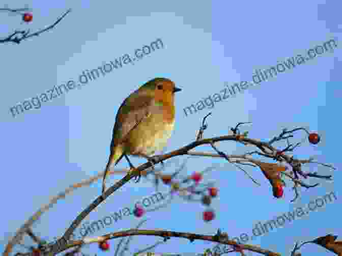 A Bird Perched On A Tree Branch In The Garden Gio S Friendly Garden Joanna Bruyere Cabral