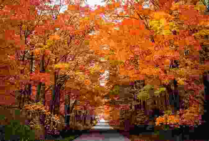 A Breathtaking View Of A Hiker Amidst Vibrant Autumn Foliage In Wisconsin Wisconsin S Best Autumn Hikes