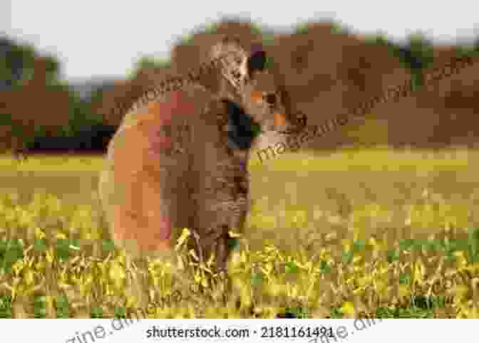 A Close Up Of A Kangaroo Grazing In A Field My Journey Through Australia (Travelogue 1)