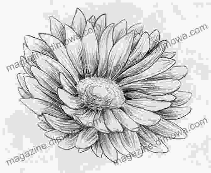 A Close Up Of A Partially Sketched Winter Flower, Showing The Initial Outline And Layers Of Shading. Drawing Winter Flowers How To Draw Winter Flowers For The Beginner (Learn To Draw 46)