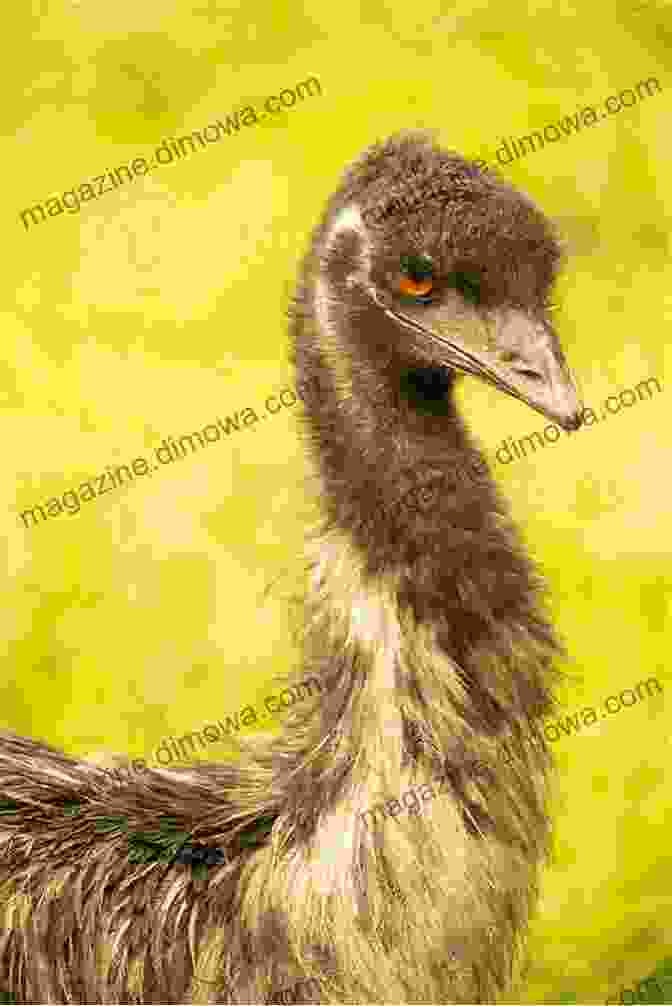 A Close Up Of An Emu's Head And Neck. Emu Emus As Pets Emus Keeping Care Housing Interaction Diet And Health