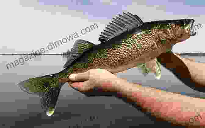 A Close Up Photograph Of A Walleye Caught In Saylorville Lake Dallas County Iowa Fishing Floating Guide Book: Complete Fishing And Floating Information For Dallas County Iowa (Iowa Fishing Floating Guide Books)