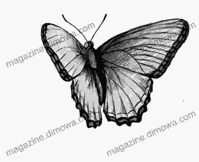 A Drawing Of A Butterfly In Flight Drawing Butterflies How To Draw Butterflies For The Beginner (Learn To Draw 45)