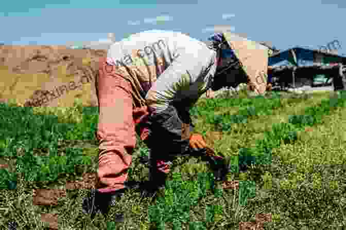 A Farmer Tending To A Field Of Crops THE FUTURE OF AGRICULTURE REFORMS IN INDIA (IBTN 5)