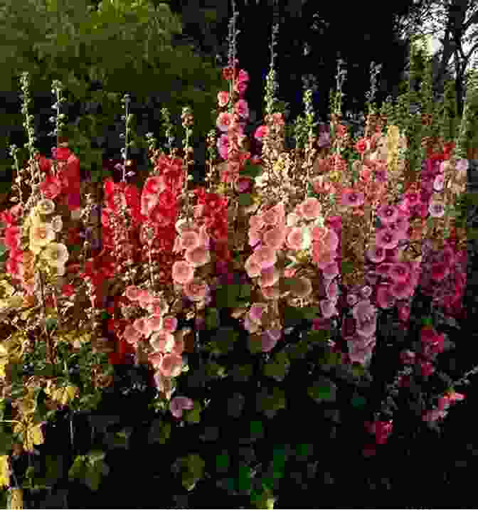 A Field Of Vibrant Hollyhocks In Full Bloom Against A Clear Blue Sky Tales From Beyond The Veil: The Story Of Hollyhocks