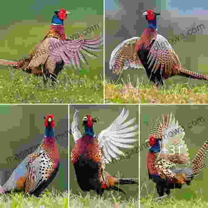 A Gallery Of Stunning Pheasant Photographs Showcasing Their Colorful Plumage, Intricate Patterns, And Captivating Behaviors. Pheasant Tales John Barsness