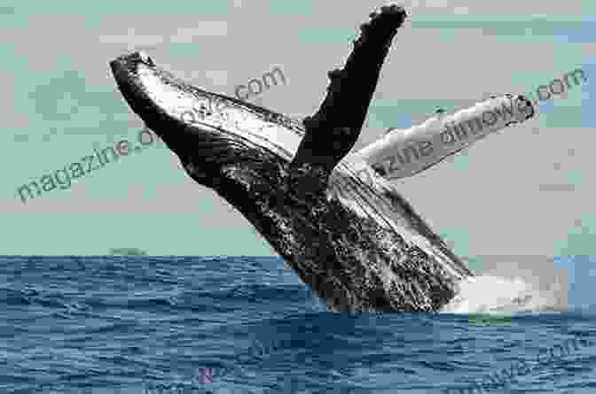 A Graceful Humpback Whale Breaching The Ocean Surface Wild Ocean: Sharks Whales Rays And Other Endangered Sea Creatures