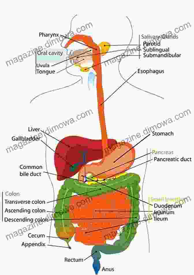 A Graphic Of The Digestive System Interdisciplinary Approaches To Food Digestion