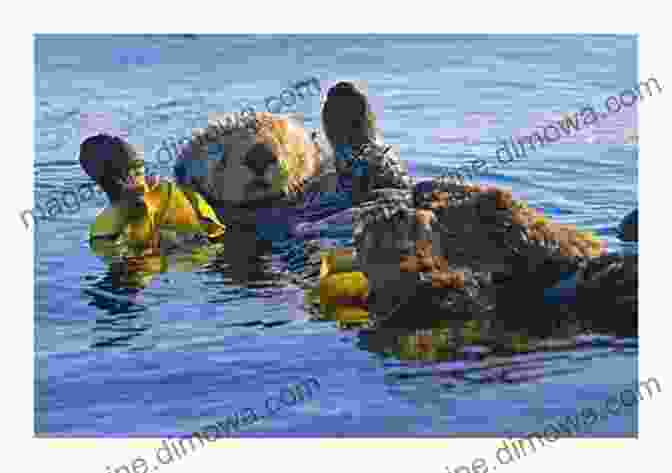 A Group Of Playful Sea Otters Resting And Grooming On A Rock At Cabrillo Beach Cabrillo Beach Coastal Park (Images Of America)