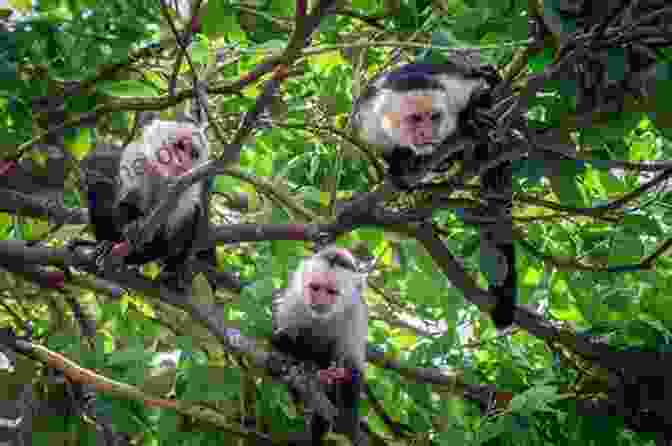 A Herd Of Capuchin Monkeys In Casanare Travels Through The Interior Provinces Of Colombia