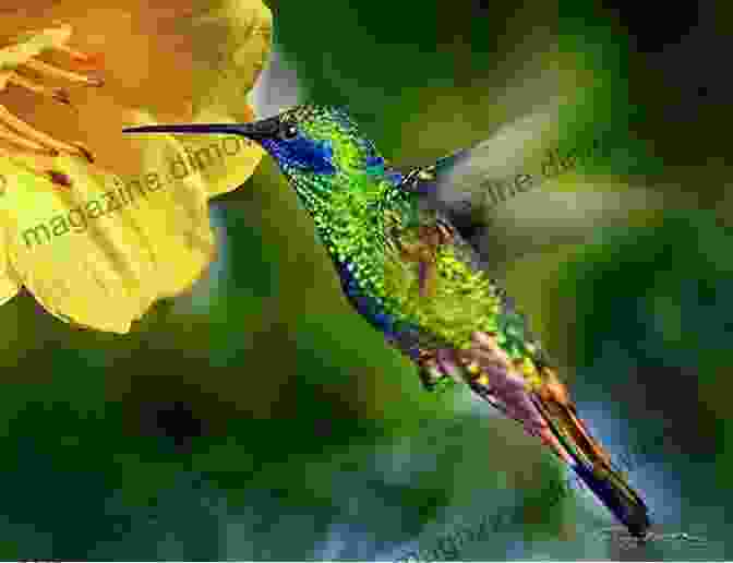 A Hummingbird Hovering Near A Delicate Flower, With A Lush Forest Backdrop. STEEP TRAILS: Adventure Memoirs Travel Sketches Nature Essays Wilderness Studies: California Utah Nevada Washington Oregon The Grand Canyon