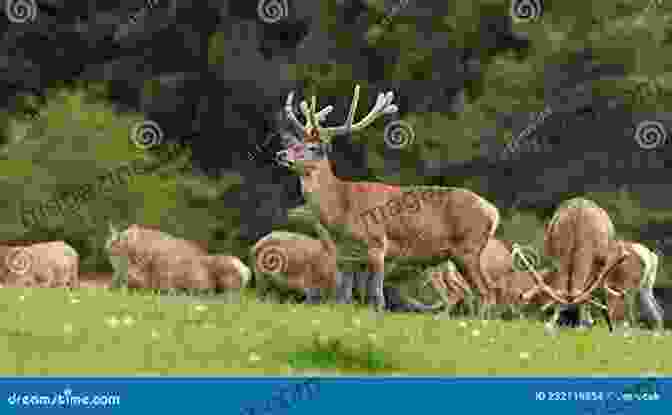 A Hunter Observing A Herd Of Deer In A Meadow At Forest S Edge: Tales Of Hunting Friendship And The Future