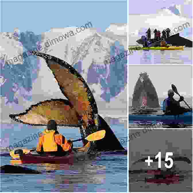 A Kayaker Paddles Serenely Amidst A Pod Of Majestic Humpback Whales, Surrounded By A Tranquil Expanse Of Ocean. Reflections On San Francisco Bay: Vol 16: A Kayaker S Tall Tales