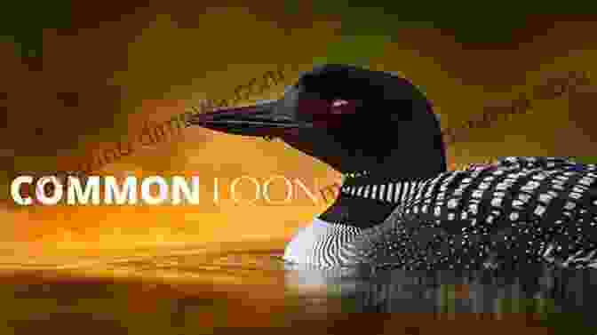 A Loon Calling Out Its Haunting Cry Loon Laughter At Midnight: Come Away Writing For Myself