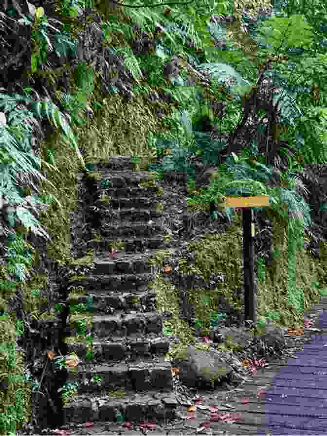 A Lush Rainforest Trail Leading Through Dense Vegetation Our Little Piece Of Paradise (Tails From Paradise 2)