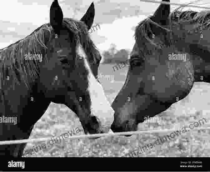 A Majestic Horse Standing In A Field, Its Heart Radiating Warmth And Wisdom Straight From The Horse S Heart: A Spiritual Ride Through Love Loss And Hope (Force Of The Horse)