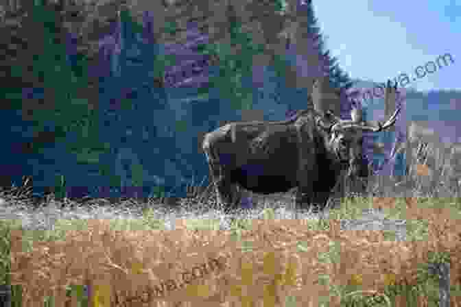 A Majestic Moose In Algonquin Park, Surrounded By Lush Greenery And Tranquil Waters Sampler 9 Ontario In Colour Photos: Saving Our History One Photo At A Time