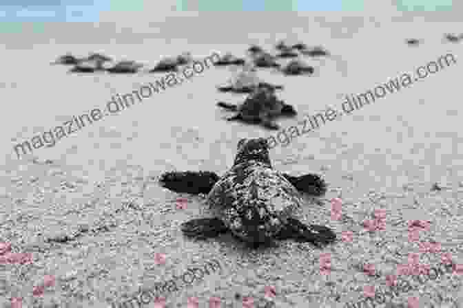 A Majestic Sea Turtle Nesting On The Shore Moody Tourist In Costa Rica 2001