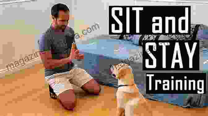 A Man Training His Dog To Sit The Top 10 Dog Training Mistakes To Avoid: A Practical Easy To Follow Approach To Obedience Training