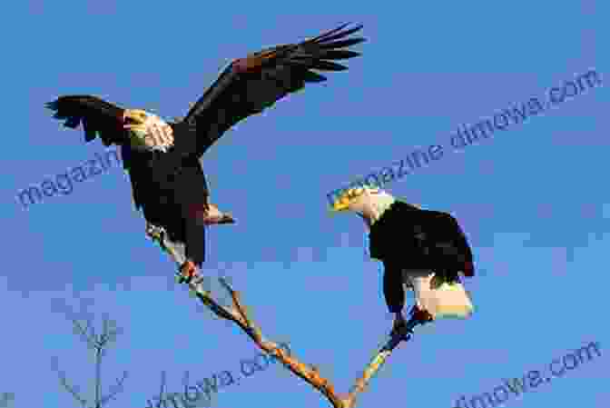 A Pair Of Sea Eagles Perched Together On A Rock A Saga Of Sea Eagles