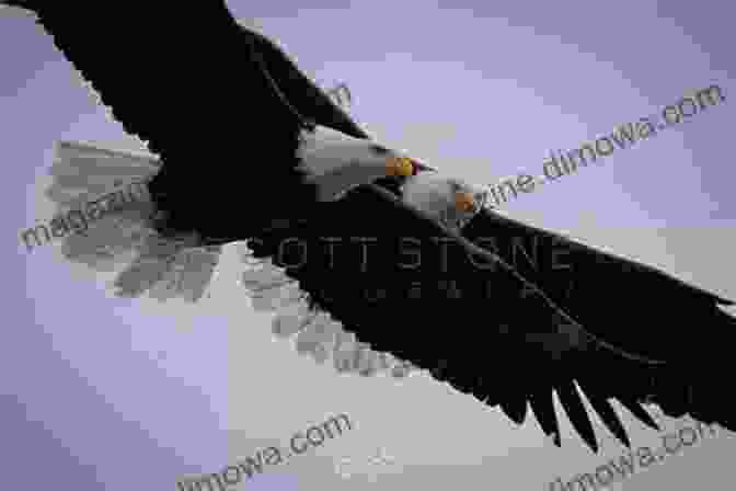 A Pair Of Sea Eagles Soaring Through The Sky A Saga Of Sea Eagles