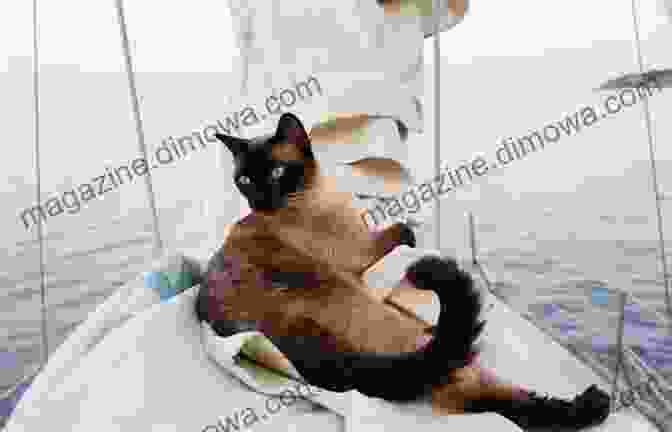 A Photo Of A Kitten Sitting On A Boat Beaver Valley Ontario In Colour Photos: Saving Our History One Photo At A Time (Cruising Ontario)