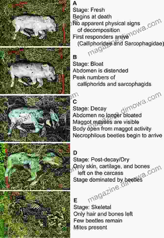 A Photograph Of A Recently Deceased Vertebrate Carcass, Showing The Early Stages Of Decomposition. Recent Vertebrate Carcasses And Their Paleobiological Implications