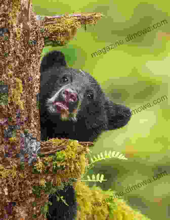 A Playful Black Bear Cub Climbs A Tree, Its Expression Conveying A Sense Of Curiosity And Adventure. Rick Evans Grandview Prairie 2024: A Collection Of Images Showcasing The Wildlife And Plant Life Of Rick Evans Grandview Prairie Over The Year 2024