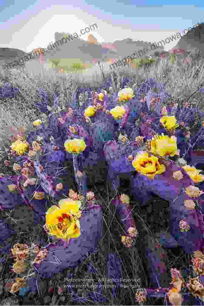 A Prickly Cactus Blooming In The Desert, Its Bright Pink Flowers Contrasting With The Harsh Landscape. Rick Evans Grandview Prairie 2024: A Collection Of Images Showcasing The Wildlife And Plant Life Of Rick Evans Grandview Prairie Over The Year 2024