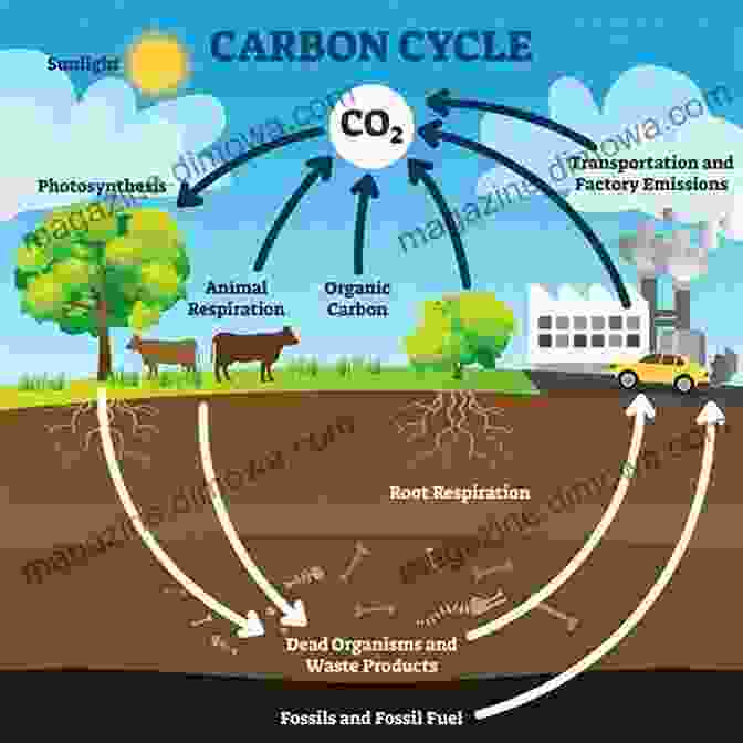 A Schematic Illustration Of The Carbon Cycle, Showcasing The Intricate Pathways And Reservoirs Of Carbon Within Earth's Systems Ocean Dynamics And The Carbon Cycle: Principles And Mechanisms