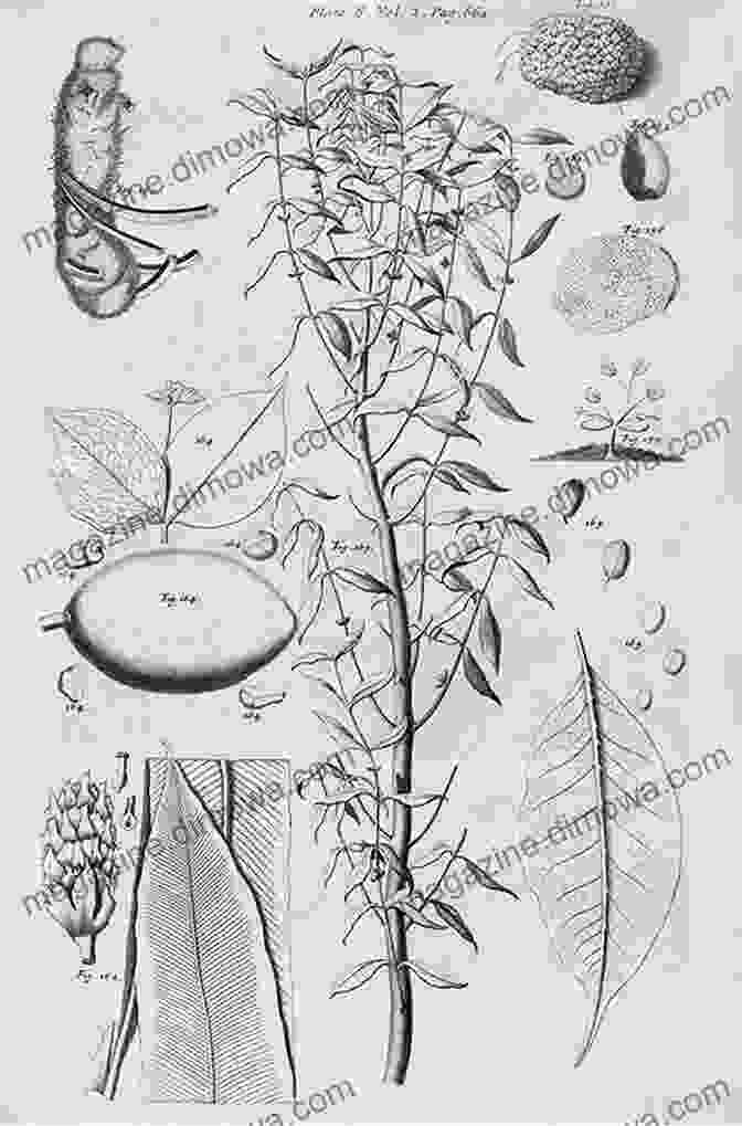 A Scientific Botanical Illustration From The 17th Century, Depicting The Dissection Of A Plant To Study Its Anatomy Herbals Their Origin And Evolution: A Chapter In The History Of Botany 1470 1670 (Illustrations)