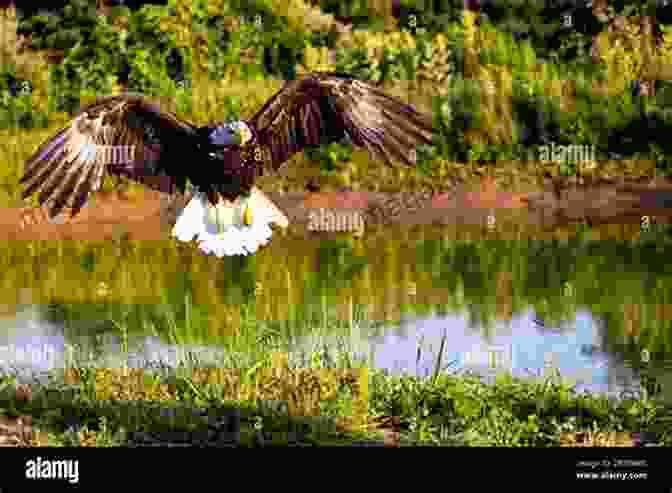 A Sea Eagle Soaring Over A Tranquil Lake A Saga Of Sea Eagles