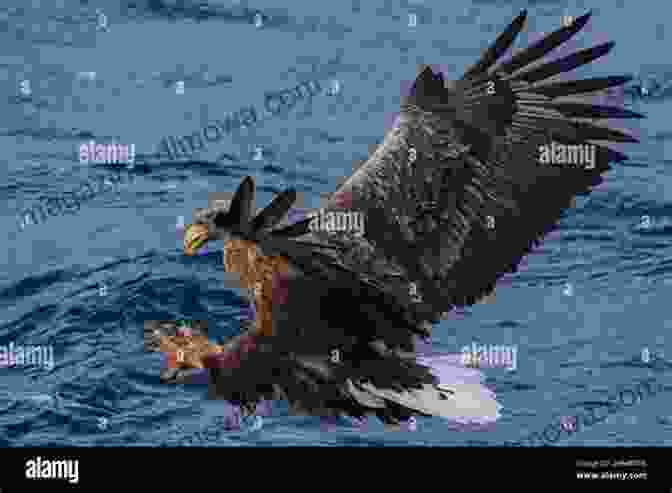 A Sea Eagle Swooping Down To Catch A Fish A Saga Of Sea Eagles