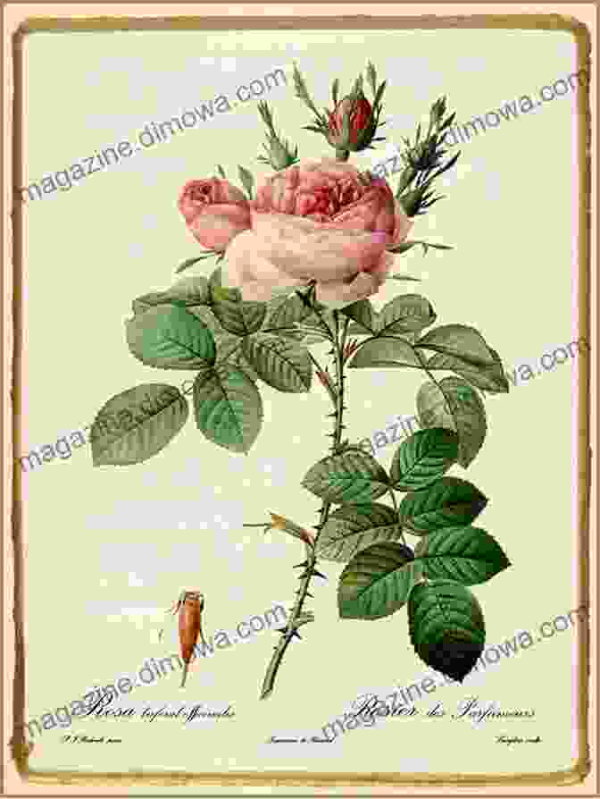 A Stunning Botanical Illustration By Pierre Joseph Redouté Depicting A Variety Of Exquisite Roses Herbals Their Origin And Evolution: A Chapter In The History Of Botany 1470 1670 (Illustrations)