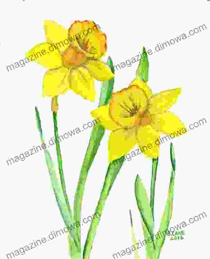 A Vibrant Illustration Of Daffodils In Bloom, Representing The Joy And Wonder Of The Poet's Encounter I Wandered Lonely As A Cloud: Fully Illustrated