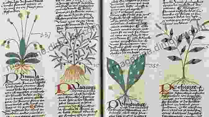 A Vibrant Illustration Of Medieval Herbal With Detailed Drawings Of Various Plants Herbals Their Origin And Evolution: A Chapter In The History Of Botany 1470 1670 (Illustrations)