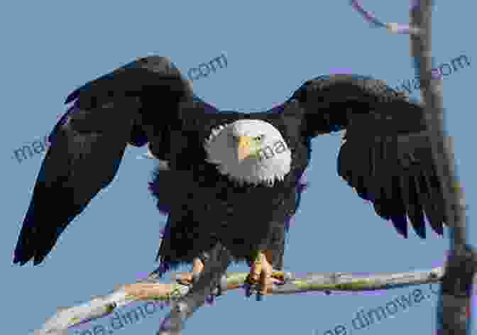 A Young Sea Eagle Perched On A Branch A Saga Of Sea Eagles