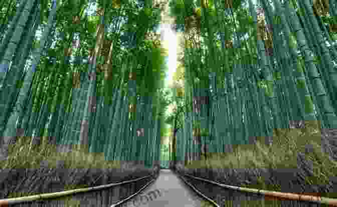 Arashiyama Bamboo Grove In Kyoto Kyoto: 29 Walks In Japan S Ancient Capital