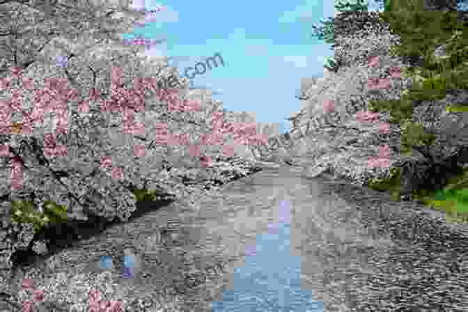 Cherry Blossoms In Full Bloom In Kyoto Kyoto: 29 Walks In Japan S Ancient Capital