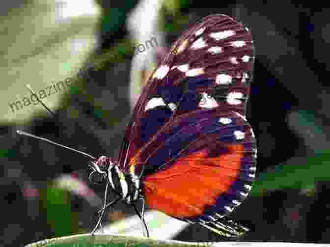 Close Up Of A Beautiful Butterfly Perched On A Leaf In Laos Bombs And Butterflies: Over The Hill In Laos