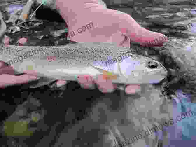 Close Up Of A Vibrant Rainbow Trout From Rock Creek Fly Fishing Rock Creek: An Excerpt From Fly Fishing Montana