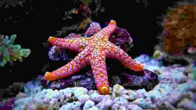 Collection Of Starfish Photographs Children S About Starfish: A Kids Picture About Starfish With Photos And Fun Facts