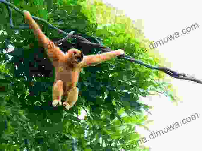 Curious Monkeys Swinging Through Leafy Branches Timeless Shoreline: A Haiku Journey Through Bali