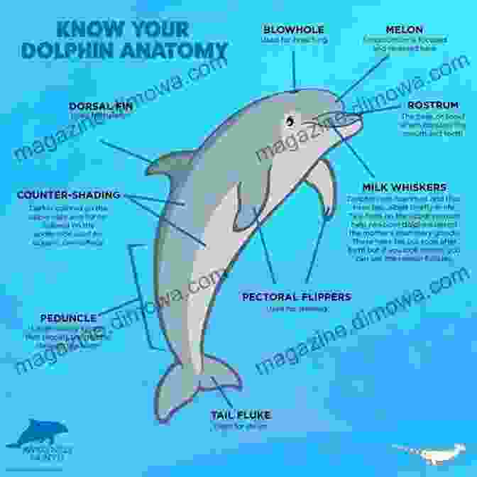 Diagram Of Dolphin Anatomy, Highlighting Key Features Such As The Dorsal Fin, Blowhole, And Streamlined Body Shape. Dolphins Facts And Information: Fun And Amazing Facts About Dolphin