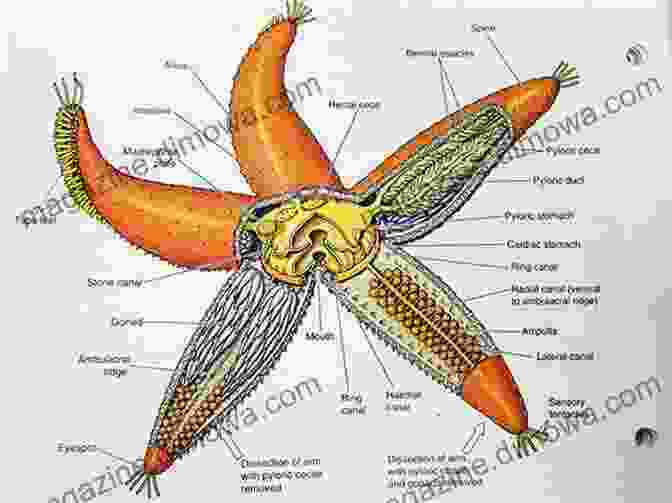 Diagram Of Starfish Anatomy Children S About Starfish: A Kids Picture About Starfish With Photos And Fun Facts