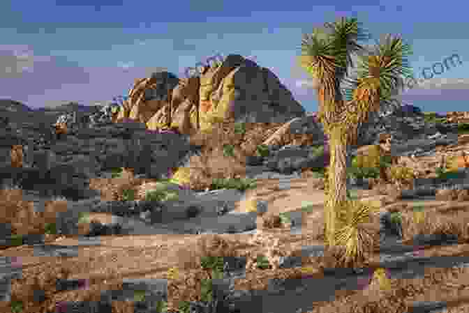 Hikers Explore A Trail In Joshua Tree National Park, Surrounded By Iconic Joshua Trees And Rugged Desert Scenery. Day Hiking Trails Of Palm Springs And The Coachella Valley