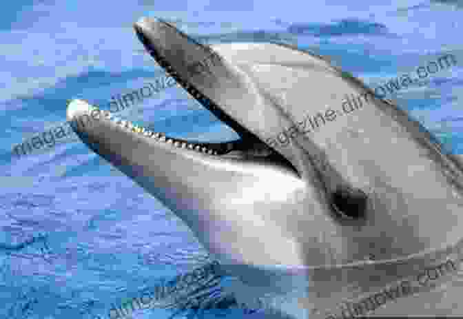 Image Of A Dolphin Interacting With Researchers, Highlighting Their Intelligence And Ability To Engage In Problem Solving Tasks. Dolphins Facts And Information: Fun And Amazing Facts About Dolphin