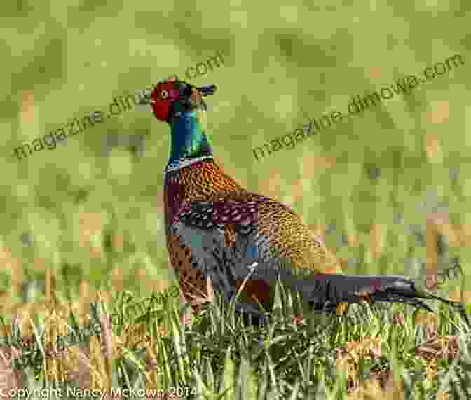 John Barsness Observing And Photographing A Pheasant In Its Natural Habitat, Surrounded By Lush Greenery. Pheasant Tales John Barsness