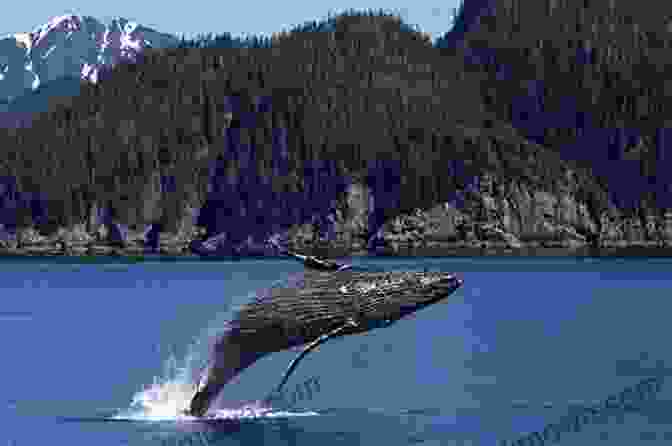 Kenai Fjords National Park, A Haven For Whales, Sea Otters, And Other Marine Wildlife Travels In Alaska With Biographical 